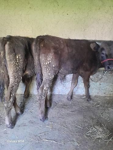 пол для скота: Продаю | Музоо, торпок | На откорм | Привязанные — 9