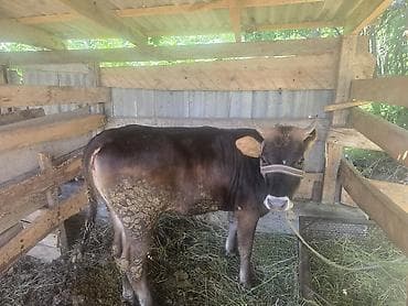 рыба для аквариума: Продаю | Корова (самка) — 3