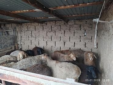 эдельбай баран цена: Продаю | Овца (самка) | Для разведения | Матка — 2