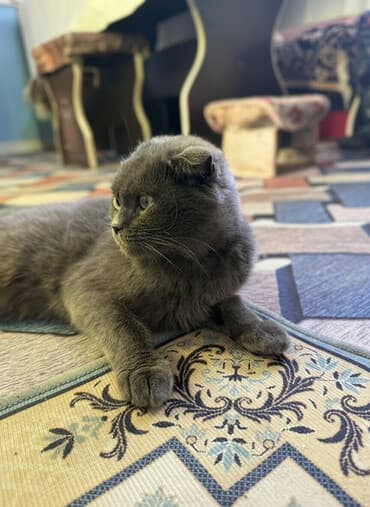 домик для котенка: Шотландская вислоухая кошка (Scottish Fold), окрас сплошной голубой — 1