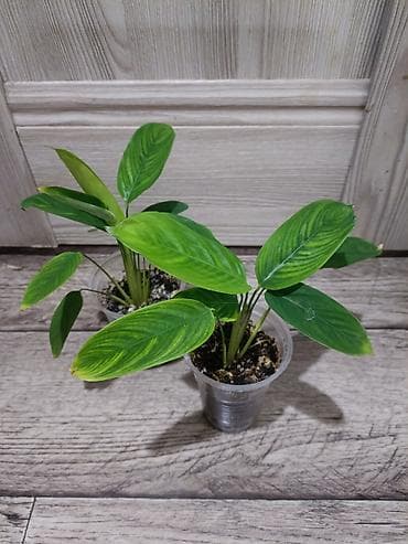 купить пальму комнатную: Пальма хамедорея. Высота растения примерно 25 см. Активно растущие — 5