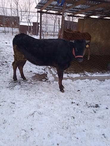 Услуги ветеринара: Продаю | Тёлка | На забой — 1