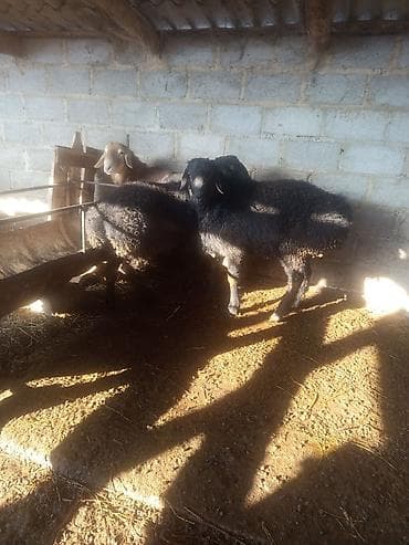 Ветеринар кызматы: Сатам | Кочкор (эркек) | Эдильбай, Арашан | Көбөйтүү үчүн — 8