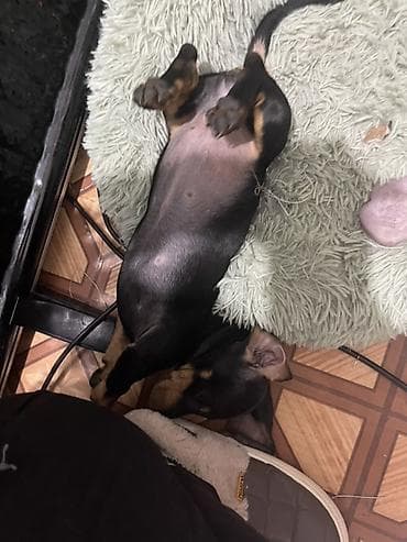 где можно купить кошку в бишкеке: Продаются замечательные щенки — такса и чихуахуа 🐶✨ Ищем заботливых и — 2