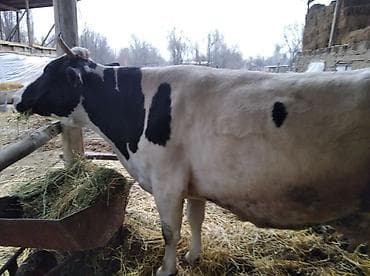 уй кой: Продаю | Корова (самка) | Для молока — 1