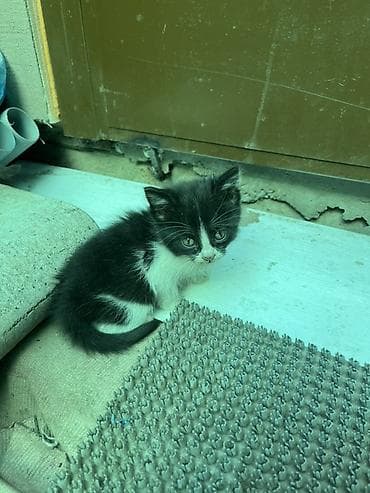 Котята, ок. 1–1,5 месяца. Особенности: - Окрас: один чёрно-белый (с at lalafo.kg Котята, ок. 1–1,5 месяца. Особенности: - Окрас: один чёрно-белый (с