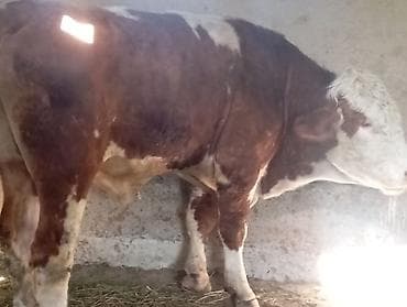 инкубация цыплят: Продаю | Бык (самец) | Симментальская | На откорм | Племенные — 5