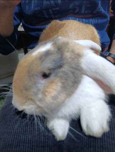 кошка рэгдолл цена: Продаю | Кролик самец — 2