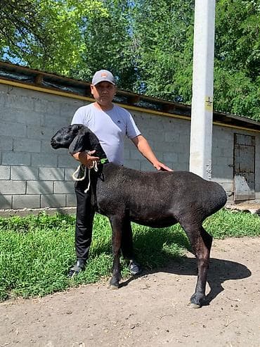 купить собаку чихуахуа: Продаю | Овца (самка) | Арашан | Для разведения | Ярка — 1