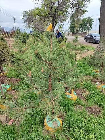 Ассалому алейкум!🔥🔥🔥🔥🔥🔥 срочно срочно срочно оптом сатылат 2000 сомдон — 4