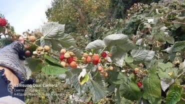 саженцы малины геракл: Саженцы малины ремонтантная сорт геркулес — 3