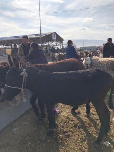продажа домашних животных: Ослы, пара молодняка Описание: - На продаже пара ослов (молодые — 1