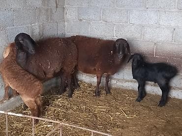 кролики карликовые: Продаю | Овца (самка) | Для разведения | Матка — 1