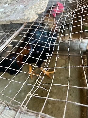 прост ат: Продаю | Петух | Для разведения — 4