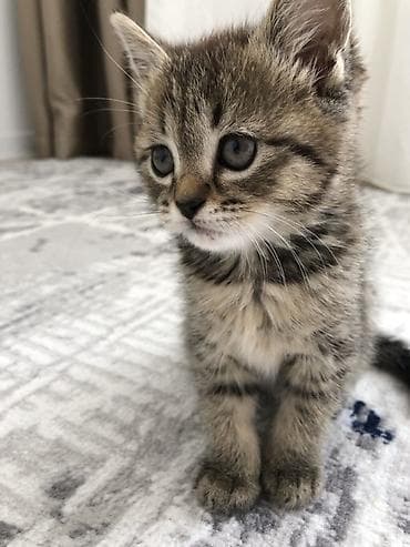 Кошка даром: Беспородная, 1 месяц, Девочка, Приучена к лотку at lalafo.kg Кошка даром: Беспородная, 1 месяц, Девочка, Приучена к лотку