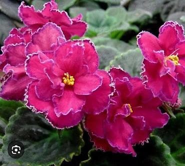 новогодние костюмы для взрослых: Продаю взрослые фиалки 🌺🌺🌺.Цена 300-350-400.Нахожусь в районе Тоголок — 7
