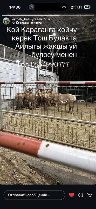 ищу чабан: Вакансия: пастух для овец в Сокулукском районе Село Тош Булак — 1