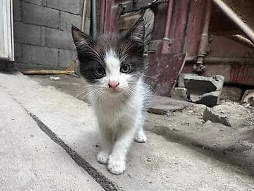 pitomnik temir: Котята, домашние любимцы. - Возраст: примерно 1–2 месяца. - Окрас — 2
