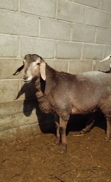 купить шимпанзе живую цена: Продаю | Баран (самец) | Арашан | На забой, Для разведения | Осеменитель — 1