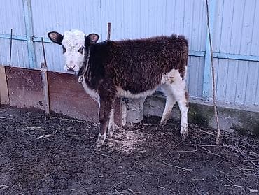 телки быки: Продаю | Тёлка, Музоо, торпок | Алатауская | Для разведения — 2