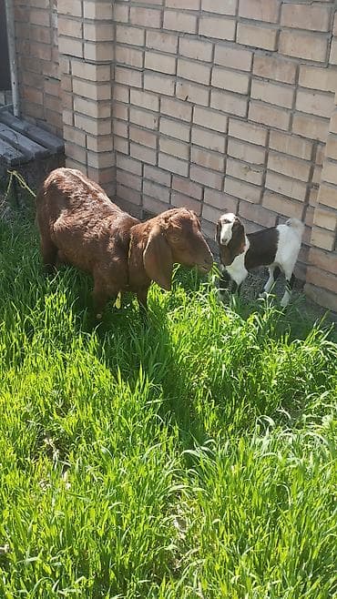 бараны козу: Продаю | Козлёнок | Полукровка | Для разведения — 6