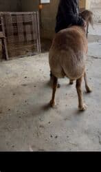 купить немецкую овчарку в бишкеке: Продаю | Овца (самка) | Арашан | Для разведения — 2