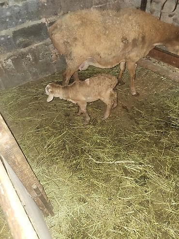 продаю бычки герофорды: Продаю | Овца (самка) | Гиссарская, Эдильбаевская, Арашан | Для разведения | Матка — 2
