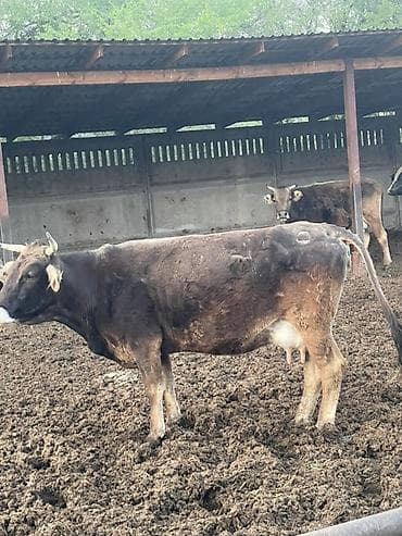 голштин музо: Продаю | Корова (самка) | Полукровка | Для молока — 1