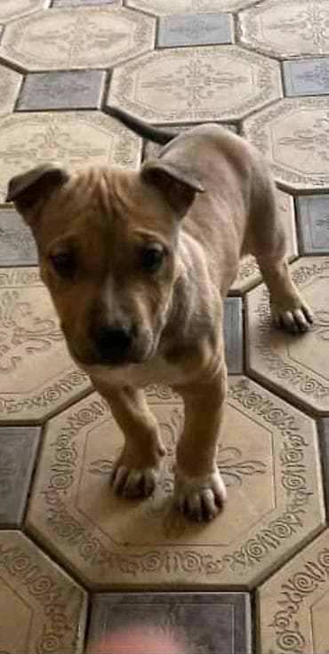 2 месяца, Самка