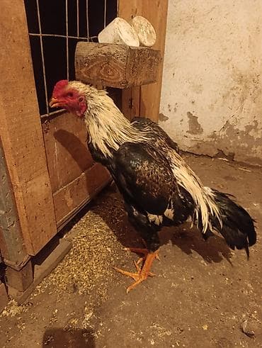 бойцовые цыплята: Продаю | Петух | Бойцовая | Для разведения — 1