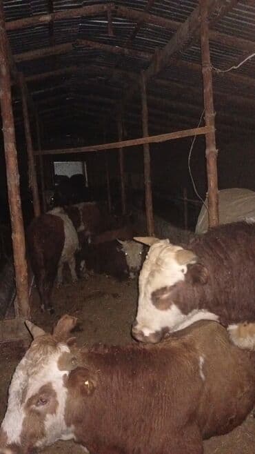 Айыл-чарба жаныбарлары: Сатам | Бука (эркек) | Герефорд | Бордоп семиртүү үчүн — 6