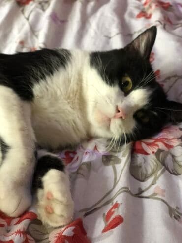 питомник кошек: 1 жаш, Эркек — 2
