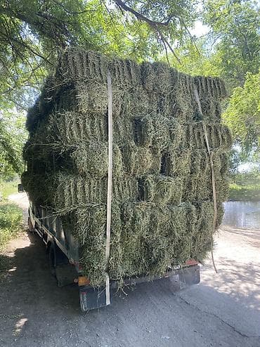 Продаю тюки плотные чоп сатылат доставка бар Сено в тюках - at lalafo.kg Продаю тюки плотные чоп сатылат доставка бар Сено в тюках -