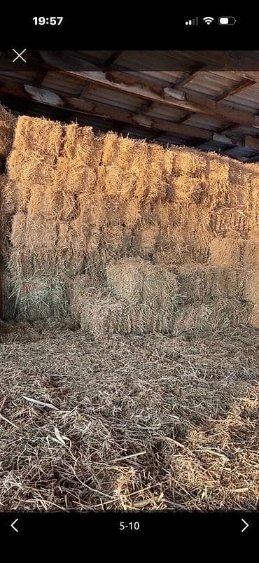 ящик сатылат: Саман сатылат -150 сом
чоп сатылат -350 сом — 3