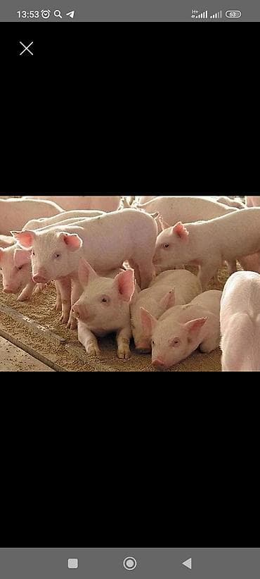 Индюки: Продаю | Поросенок | Для разведения — 1