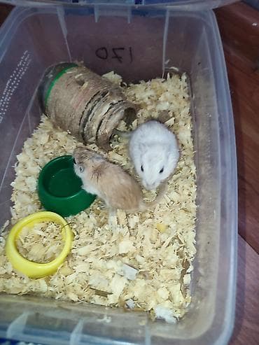сетка для хомяков: Продаю песчанок.пара 3 месяцев, самец и самка, за двоих и с — 5
