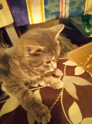 Услуги ветеринара: Плюшевый серый котёнок - Окрас: дымчато‑серый с лёгкими — 2