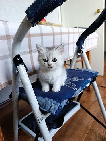 шотландская кошка прямоухая: Британская короткошёрстная, 1 месяц, Мальчик, Серебристая шиншилла, Проглистована — 1