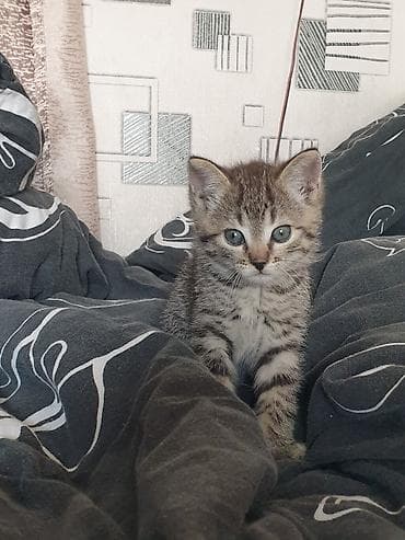 dojki 228: Котёнок, тигровый окрас .мальчик. 3 месяца — 5