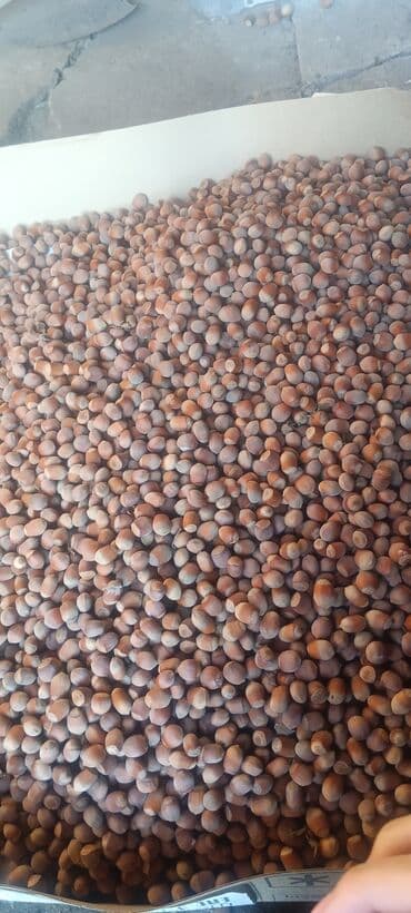 кондитерское оборудование: Фундук в скорлупе - Натуральный лесной орех, целый, в скорлупе. - — 2