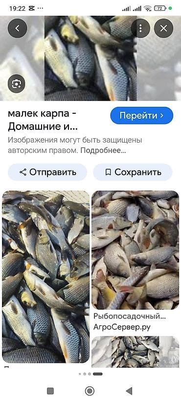 рыбный: Куплю малька карпа и амура (рыбопосадочный материал) - Вид: карп — 1