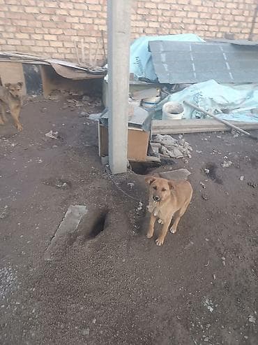 романский баран: Собака даром: Бельгийская овчарка, 5 месяцев, Самка — 1