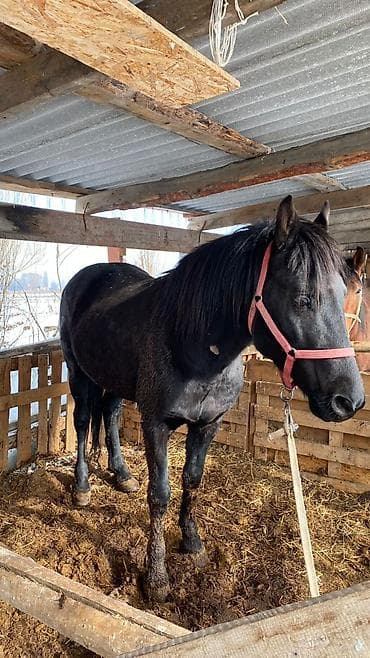 Услуги ветеринара: Продаю | Конь (самец) — 2