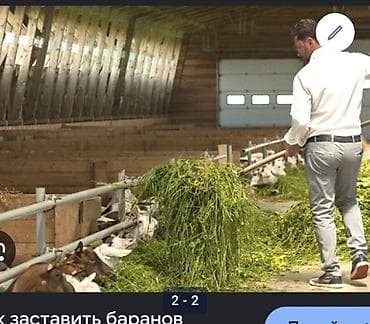 пш метр: Ищем рабочего для роботы кормления баранов платим 50к есть жилье для — 1