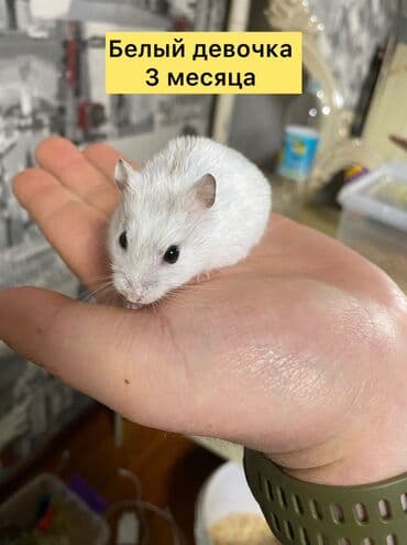 Хомяки: Карликовые хомячки (джунгарики) золотисто‑песочного окраса. Очень — 7