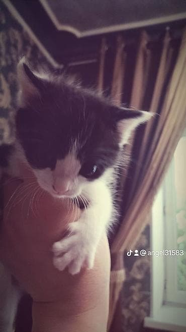 скоттиш страйт шотландская прямоухая кошка: Кошка даром: Скотиш Страйт (Шотландская прямоухая), 1 месяц, Мальчик, Приучена к лотку — 1