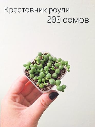 спринклеры: 🌿 Комнатные цветы (укоренённые черенки/молодые растения/взрослые — 3