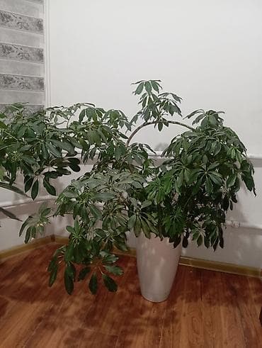 bed: Комнатные декоративные растения в горшках 1) Кливия (Куриосная лилия) — 6