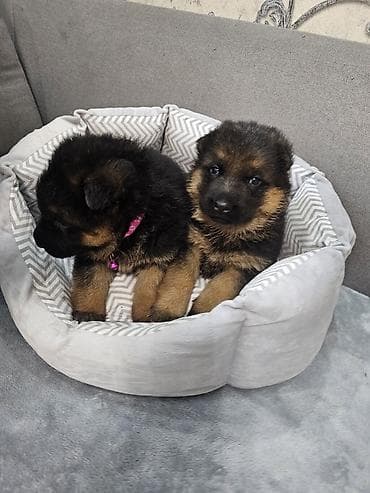 купить собаку фокстерьер: Немецкая овчарка, 1 месяц, Самка — 3