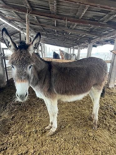 узи аппарат для животных: Домашние ослы, рабочие и хозяйственные - Порода: домашний осёл — 2